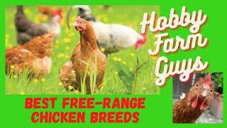 The Best Free Range Chicken Breeds: 3 You Probably Know...And 3 You May Not Have Heard Of