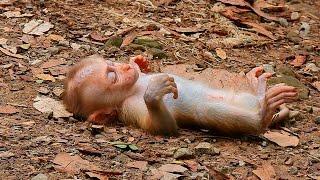 Ohgod.!Perfectly cute Baby Monkey...What happened Baby...? Please Save...| Nice clip Monkey