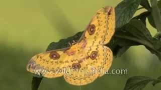 Stunning Golden Emperor Moth - ever seen an insect so beautiful?