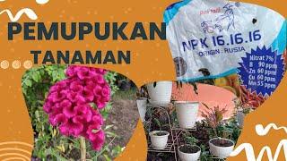 Pemupukan Tanaman Hias