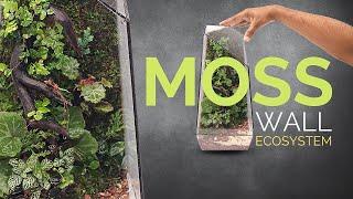 How to make a moss wall ecosystem (In depth closed terrarium tutorial)
