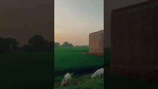 today morning nature #shorts #trendingshorts #vlogs