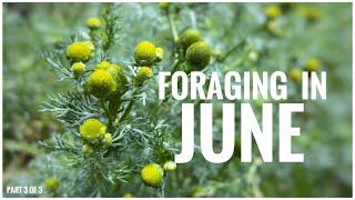 Foraging in June (Part 3 of 3) - UK Wildcrafts Monthly Foraging Calendar