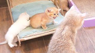 The kittens who meow loudly and reach out to mom cat, asking for her attention, are so cute