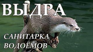 ВЫДРА - Санитарка водоёмов