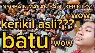 NYOBAIN MAKAN BATU KERIKIL BARENG PONAKAN, GIGINYA SAMPAI MISAH????