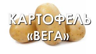 Обзор сорта картофеля "Вега" (характеристики, свойства, фото)