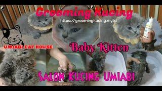 Grooming Kucing  Sendiri || cara grooming kucing di rumah