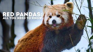 Red Pandas: All You Need To Know