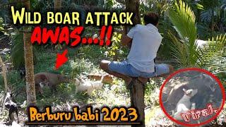 LUAR BIASABabi besar makan korban - DOG VS WILD BOAR | Buru babi 2023..