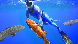 Grouper EVERYWHERE! Deep Spearfishing to CATCH DINNER!