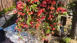 Wow! The “Tangerine Beauty Crossvine” is stunning!