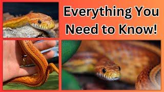 Corn Snake Care Guide!