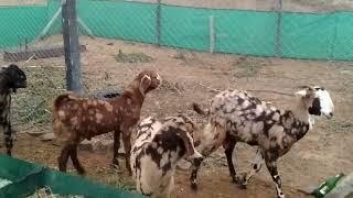 Powerful breeder goat breeding goat mating /goat crossing