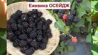 ЕЖЕВИКА ОСЕЙДЖ - РАННИЙ сорт БЕЗ ШИПОВ. ВКУСНАЯ СРЕДНЯЯ ЯГОДА. ОПИСАНИЕ СОРТА, характеристики ОТЗЫВЫ