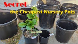 How to Get the Cheapest Plastic Nursery Pots | Secret to Get Grow Pots Kind of for Free (如何获得超便宜的花盆)