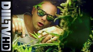 Hemp Gru - Mary Mary feat. Żary, Ras Luta, Siostra Mariola (Official Video) [DIIL.TV]