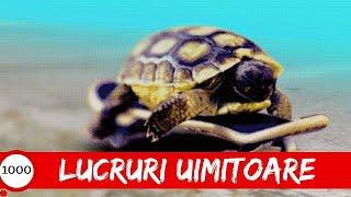 1000 Lucruri UIMITOARE re