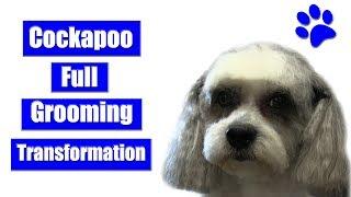 Cockapoo Pet Grooming Transformation