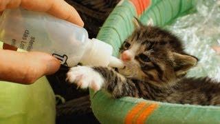 Hungry Kitten Compilation (Bottle Feed)