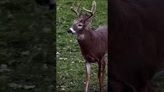 Buck Posturing During The Rut! What A Beautiful Sight.. #hunting #deerseason23 #nature #wildlife