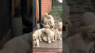 cute puppies #puppy #puppies #puppydog #cuteanimals #yoytubeshorts #shorts