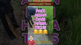 BASMI HAMA TIKUS DI SAWAH