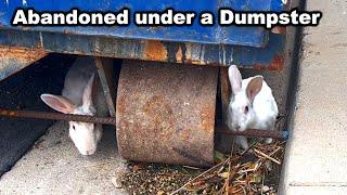 Abandoned at a Construction Site: The Heartbreaking Rescue of Two Bonded Bunnies