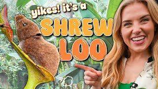 Meet the Famous POO-EATING Plant! | The Carnivorous Shrew Loo | Maddie Moate