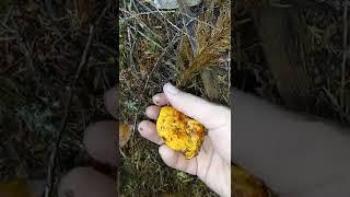 FALL Lobster Mushroom  picking #shorts #pnw #mushroom #mushroompicking #bolete #Oregon #organic #1k