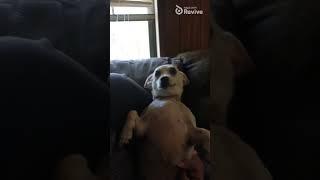 My Dog Chloe Sings Tell Me Why TikTok Version