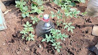 menanam cabe menanam tomat berkebun di samping rumah