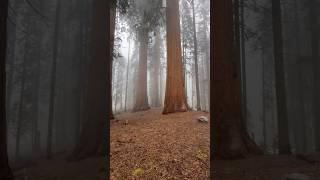 Walking among the giants in Sequoia National Park #cali #sequoia #kingscanyon #sequoianationalpark