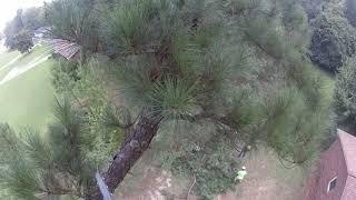 Tall Pine Tree Topping Near a House - Part 1