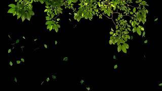 Moving tree Falling leafs black screen video • Tree moving Green screen falling leaf Green screen