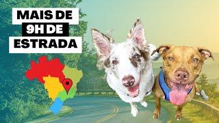 Saímos do RJ e fomos pra MG | como é viajar por longas horas com dois cachorros ️