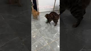 Energetic Cats Chasing Their Favorite Ball!  