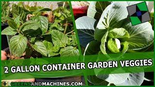 Best Vegetables to Grow in Two Gallon Container Gardens