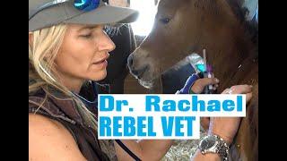 Dr. Rachael Veterinarian 'Rebel Vet' Episode 2 Baby Filly