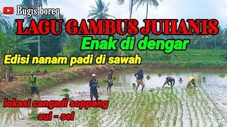 Lagu gambus juhanis enak di dengar edisi nanam padi di sawah