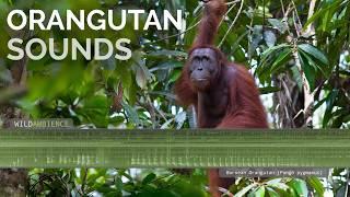 Orangutan Sounds & Call - Male orangutan calling at night in Borneo's rainforest