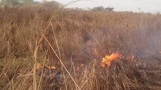 Birds in fire    birds of prey spread fires deliberately