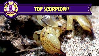 TOP SCORPION? Scorpio maurus - Israeli gold scorpion