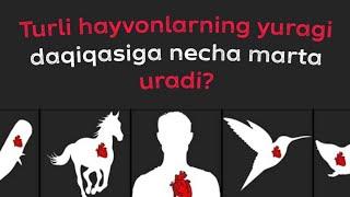 Turli hayvonlarning yurak urushi daqiqasiga | Taqqoslash