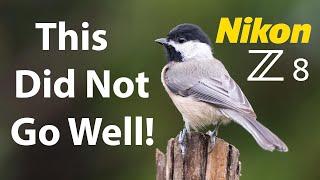 Nikon Z8 Bird Photography Struggles & Mistakes!