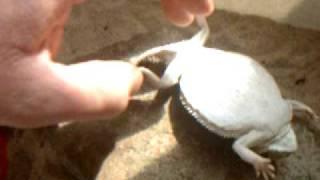 Regal Horned Lizard flipping on back - The Society for Horned Lizard Preservation