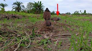 suaranya jelek tapi burung ini banyak menguku