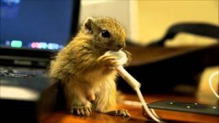 Baby Squirrel chewing Apple earphones