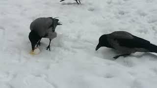 Вороны едят 'золотое' яйцо / Hooded crows eat a Golden egg