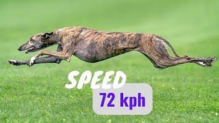 the top 10 most (fastest dog breeds in the world)2023-2024-by animalwondery*